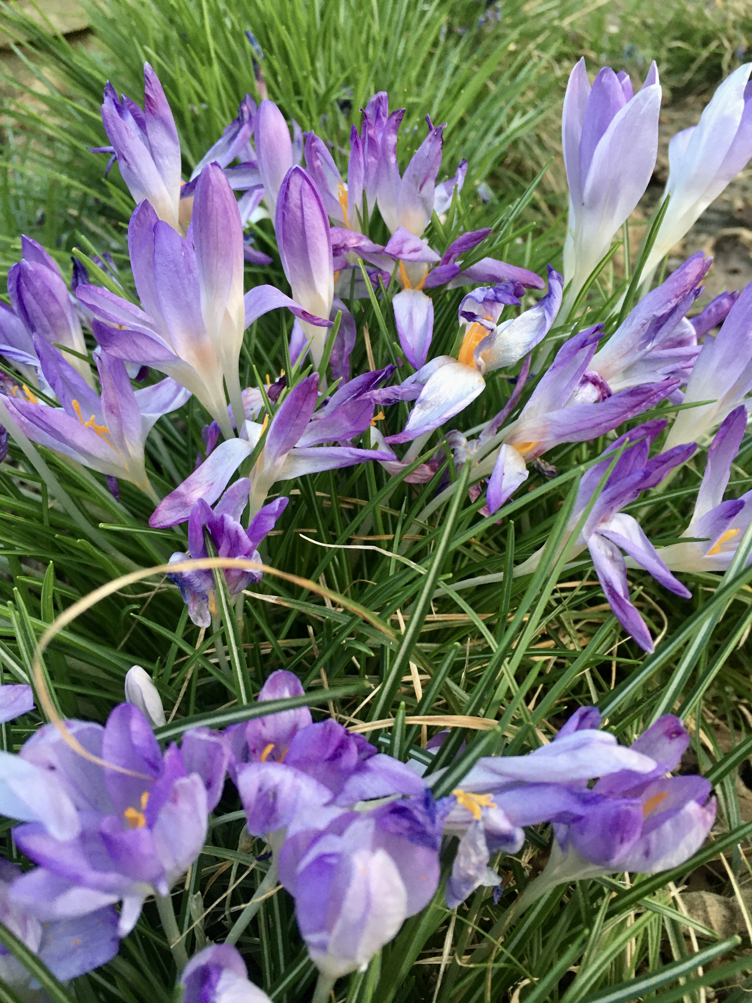 Spring